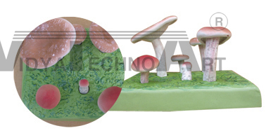 The relatively model of venomousness and innocuity fungus